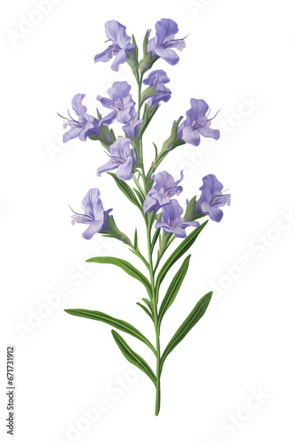 Hyssopus officinalis or Hyssop flower  transparent background