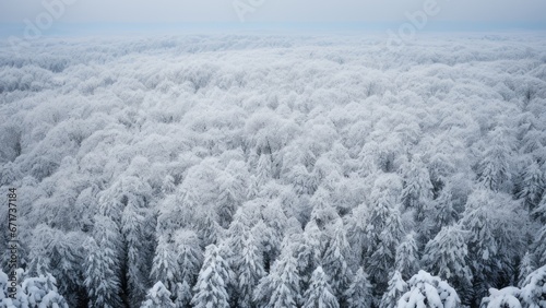 snow covered trees © Dmitriy