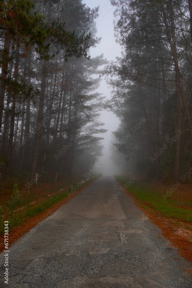 Carretera secundaria cruzando un bosque con niebla Carretera secundaria cruzando un bosque con niebla