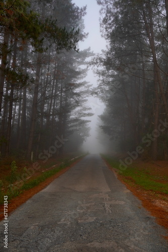 Carretera secundaria cruzando un bosque con niebla