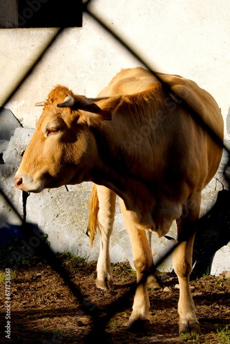 Vaca marrón vista detrás de una valla