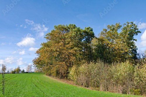 Colorful autumn landscape. Foliage with colorful leaves on the meadow and blue sky on the background. Sunny november day. 