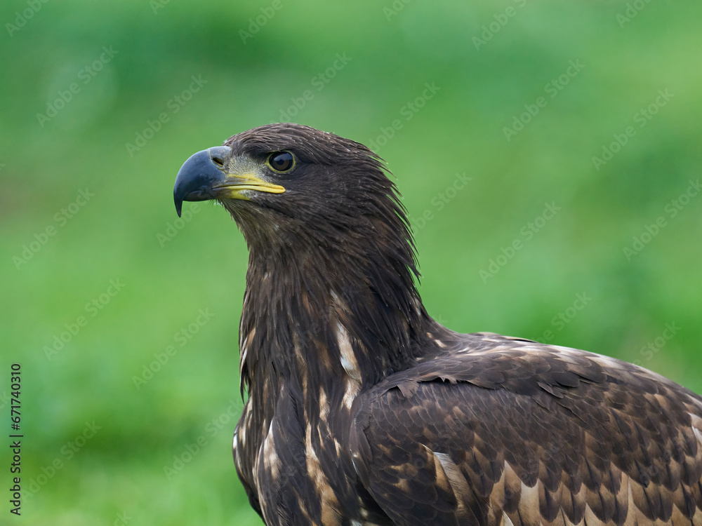 White-tailed eagle (Haliaeetus albicilla)