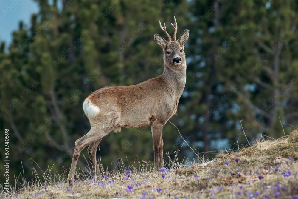 Wild european male roe deer or roe buck (Capreolus capreolus) standing proudly in an alpine glade against coniferous forest. Alps Mountains, Italy. Massive roe deer posing.