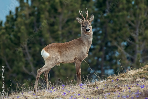 Obraz na płótnie Wild european male roe deer or roe buck (Capreolus capreolus) standing proudly in an alpine glade against coniferous forest. Alps Mountains, Italy. Massive roe deer posing. w salonie