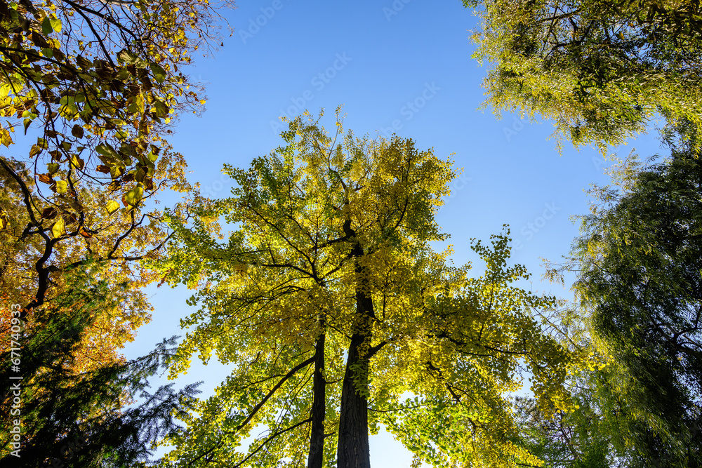 Vivid yellow and green leaves of Ginkgo biloba or Maidenhair tree towards clear blue sky in a garden during a sunny autumn day, beautiful outdoor background photographed with soft focus.