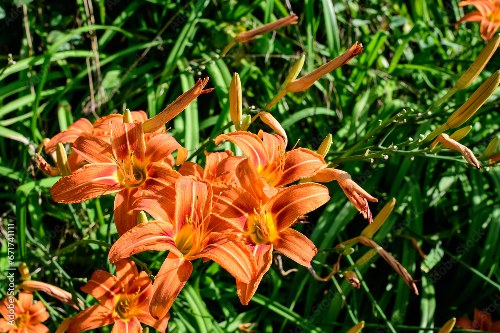 Many small vivid orange flowers of Lilium or Lily plant in a British cottage style garden in a sunny summer day, beautiful outdoor floral background photographed with soft focus. Many small vivid orange flowers of Lilium or Lily plant in a British cottage style garden in a sunny summer day, beautiful outdoor floral background photographed with soft focus.
