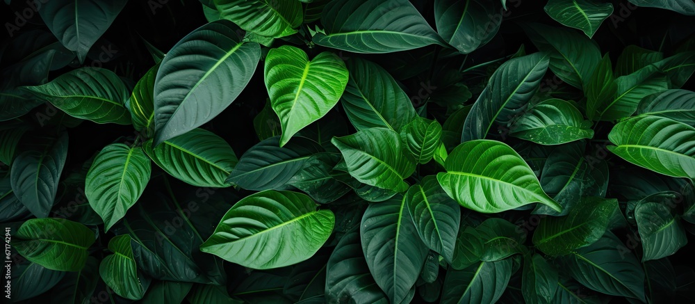 Morning with dark toned green leaves against a tropical Thai background symbolizing nature clean air and freshness Morning with dark toned green leaves against a tropical Thai background symbolizing nature clean air and freshness