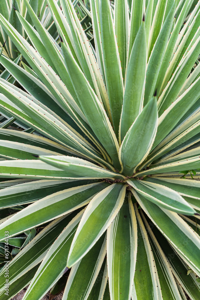 Fototapeta premium Striped Agave leaves in Mexico, Background, details, texture, pattern