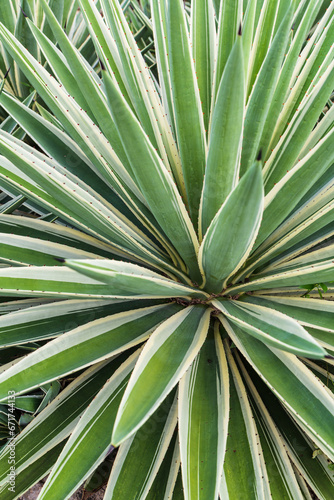 Striped Agave leaves in Mexico, Background, details, texture, pattern 