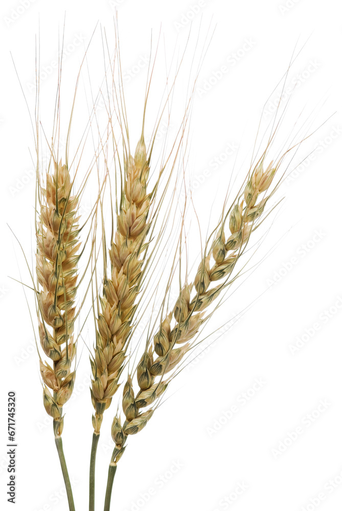 Fototapeta premium Wheat