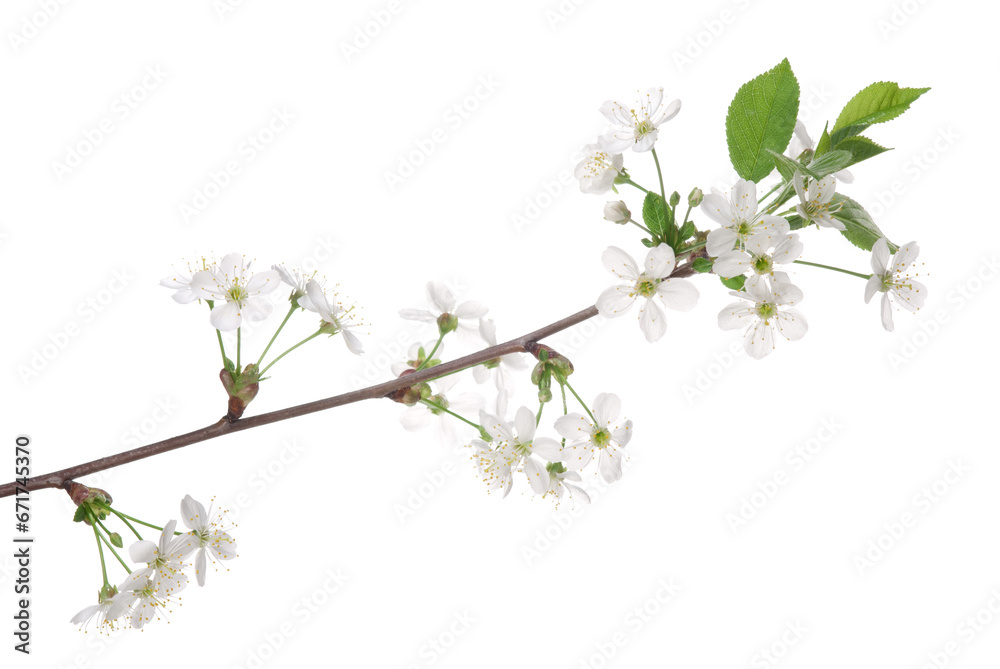 Obraz premium Cherry blossom