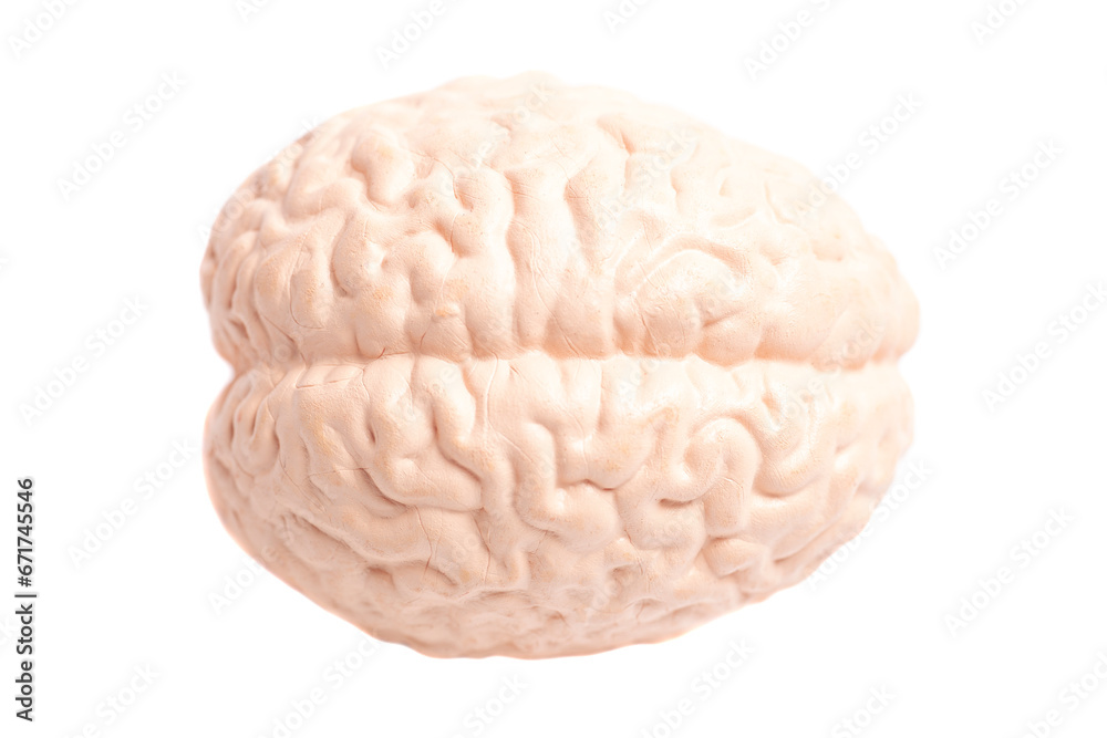 Human brain anatomical model isolated on white background Human brain anatomical model isolated on white background