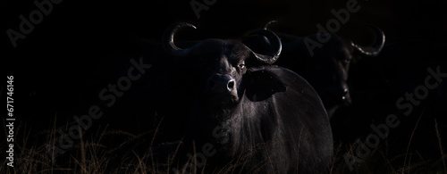 Silhouettes of two Cape buffalo in panorama mode with dark background. Photo taken in Akagera, Rwanda