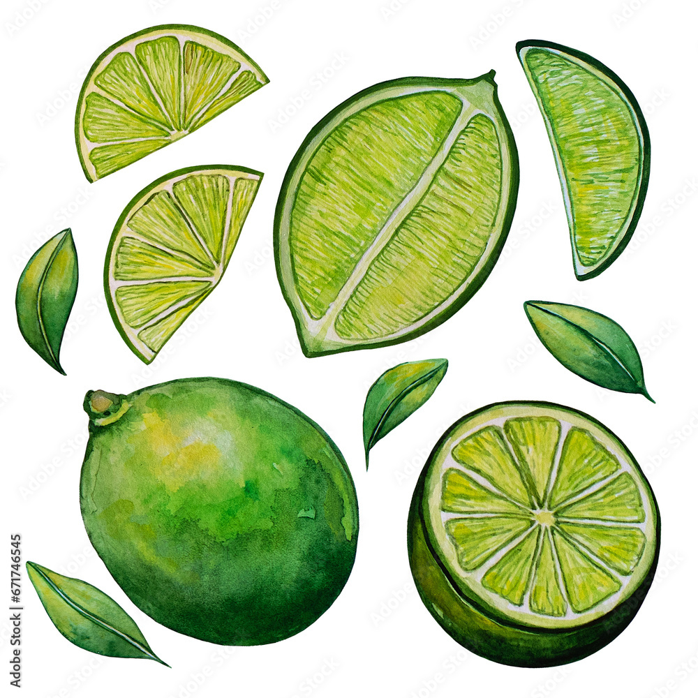 Set of watercolor juicy lime and leaves, mediterranean illustration for design.
Citrus fruits collection, limes and limes slices, hand drawn illustration.