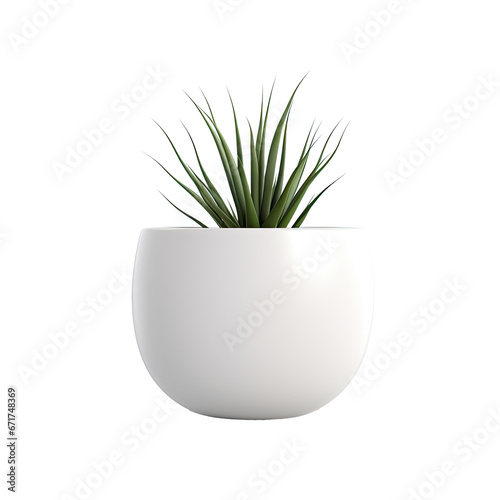 a green grass  agave  in a huge white vase isolated on a transparent background. PNG cutout or clipping path.