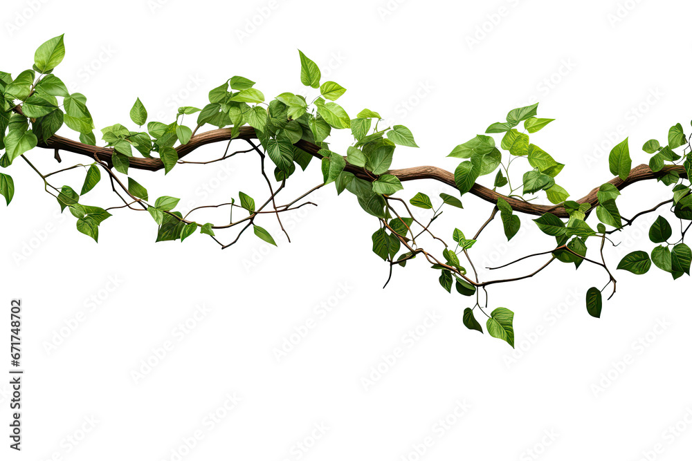 Panoramic tropical vine hanging ivy plant bush frame with border, with copy space for text and branches, isolated on a transparent background. PNG cutout or clipping path. Panoramic tropical vine hanging ivy plant bush frame with border, with copy space for text and branches, isolated on a transparent background. PNG cutout or clipping path.