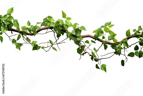 Panoramic tropical vine hanging ivy plant bush frame with border, with copy space for text and branches, isolated on a transparent background. PNG cutout or clipping path.