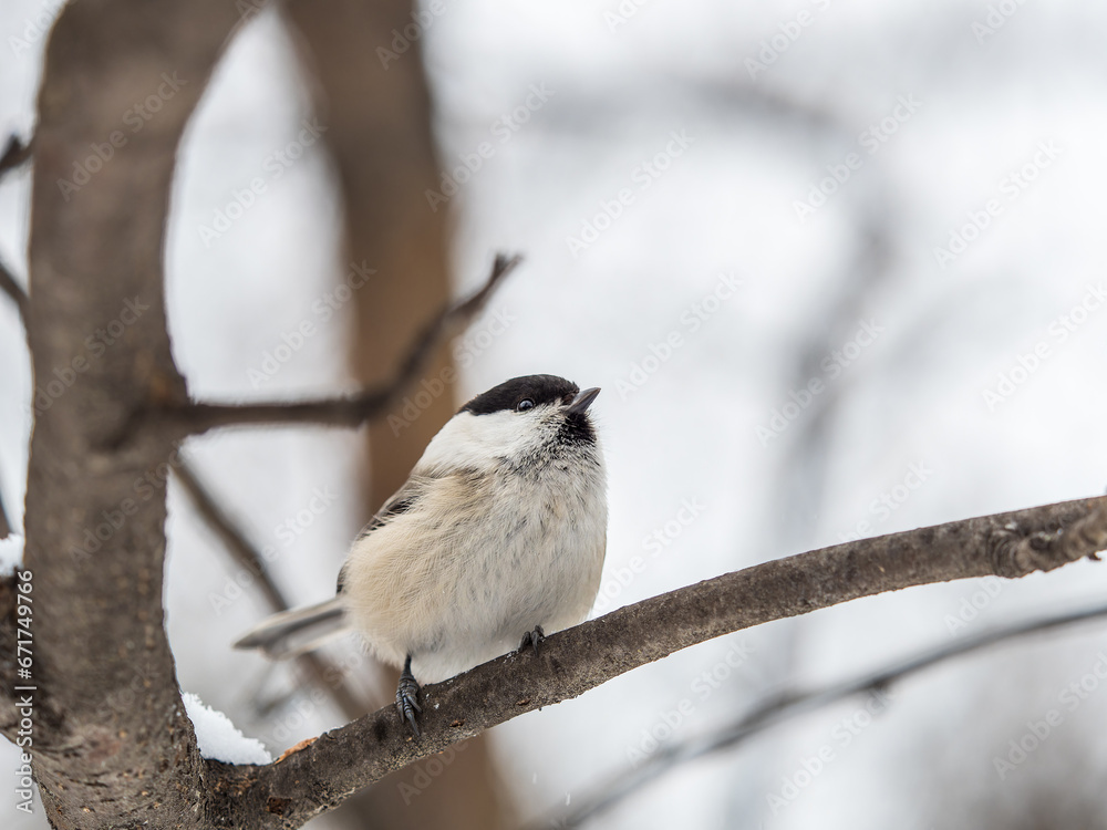 Cute bird the willow tit, song bird sitting on a branch without leaves in the winter. Cute bird the willow tit, song bird sitting on a branch without leaves in the winter.