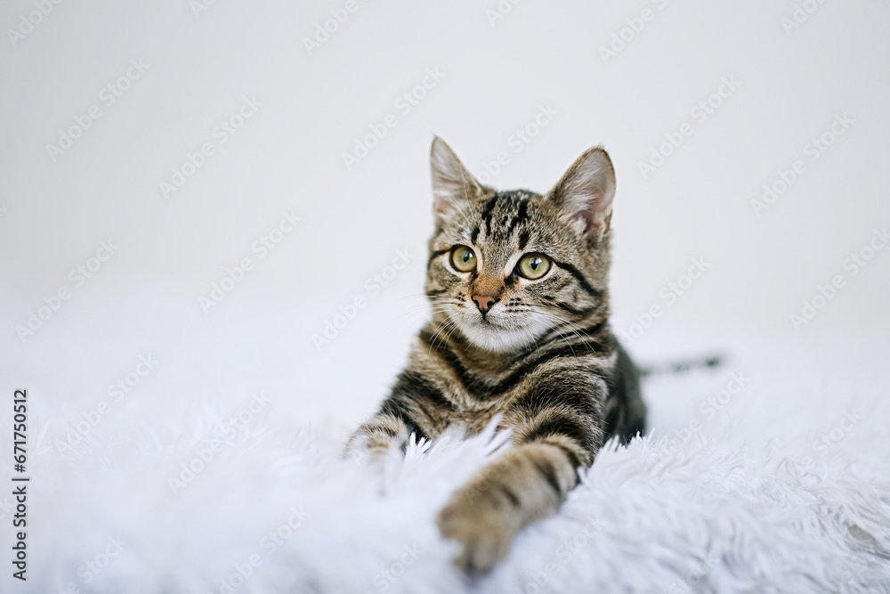 Little kitten on a white blanket. Kitty three months 