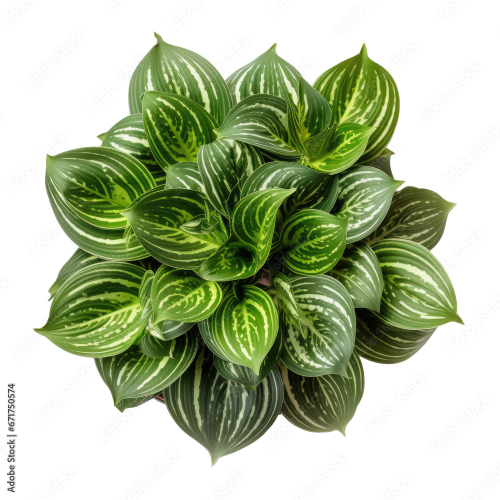houseplant (Spider Plant, Peace Lily, Fiddle Leaf Fig, Aloe Vera, Rubber Plant), top view, decorative or design invitation card, isolated on a transparent background. PNG cutout or clipping - obrazy, fototapety, plakaty 