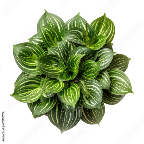 houseplant (Spider Plant, Peace Lily, Fiddle Leaf Fig, Aloe Vera, Rubber Plant), top view, decorative or design invitation card, isolated on a transparent background. PNG cutout or clipping