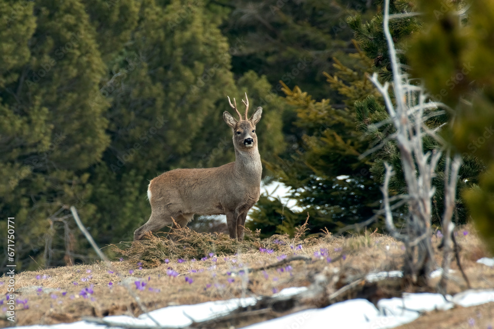 Male roe deer standing in a snowy meadow on forest background. Wild roe buck in its alpine habitat. Capreolus capreolus - Alpril - horizontal.
