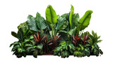 tropical leaves, foliage plants, jungle bush, and floral arrangement .isolated on transparent background .PNG, cutout, or clipping path.
