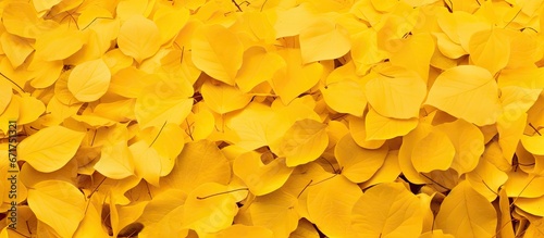 An autumnal covering of leaves adorned in shades of yellow