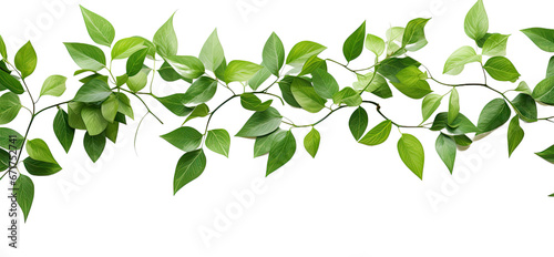 tropical vine hanging ivy plant, bush, or grapes ivy frame with border with copy space for text and branches, isolated on a transparent background. PNG cutout or clipping path.