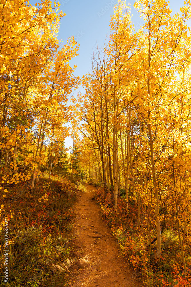 Obraz premium Autumn aspen forest trail with warm, welcoming sunrise light