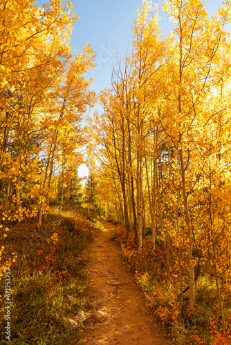 Autumn aspen forest trail with warm  welcoming sunrise light