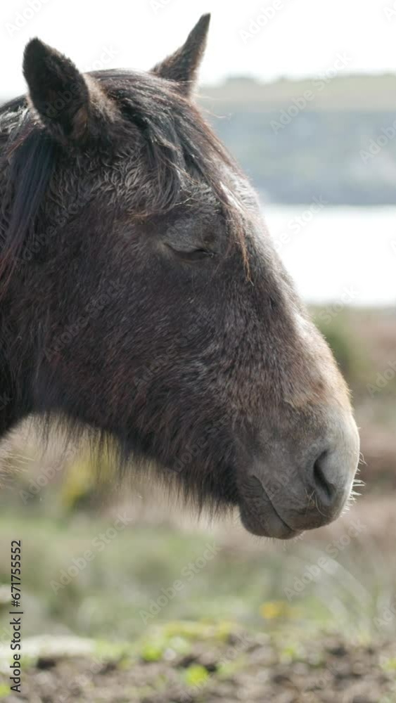Against the backdrop of an overcast sky, a horse with a long mane is seen in a field. Vertical video. Against the backdrop of an overcast sky, a horse with a long mane is seen in a field. Vertical video.