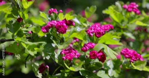 Wallpaper Mural trees during spring flowering , red flowers during flowering in spring park Torontodigital.ca