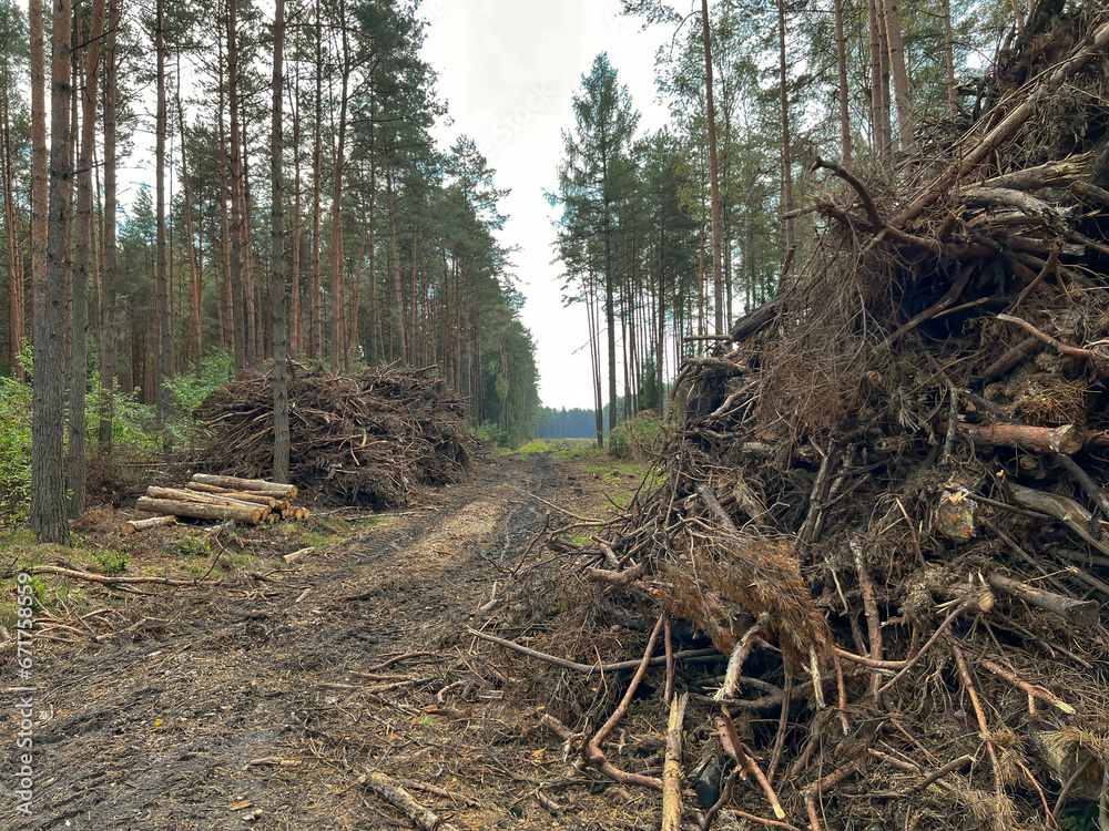 Branches, roots, pieces of trunks remaining on piles after removing wood from the forestl. Branches, roots, pieces of trunks remaining on piles after removing wood from the forestl.