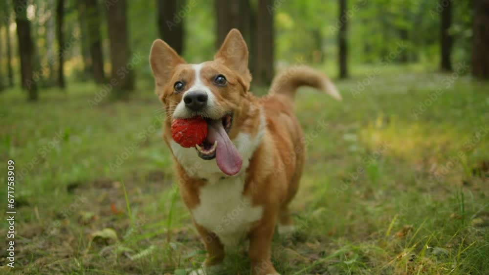 Corgi dog is playing with a dog in green park with owner. Blonde young woman plays with her lovely pet close-up. Puppy with a toy Corgi dog is playing with a dog in green park with owner. Blonde young woman plays with her lovely pet close-up. Puppy with a toy