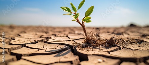 Photo The expansion of plants in arid terrain