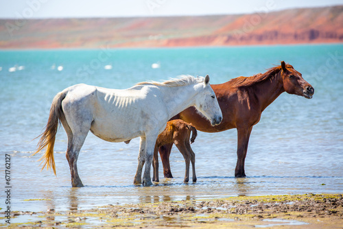 Horses on the lake. Beautiful horses with a foal in the wild, mane fluttering in the wind. Wild nature, beautiful scenery.