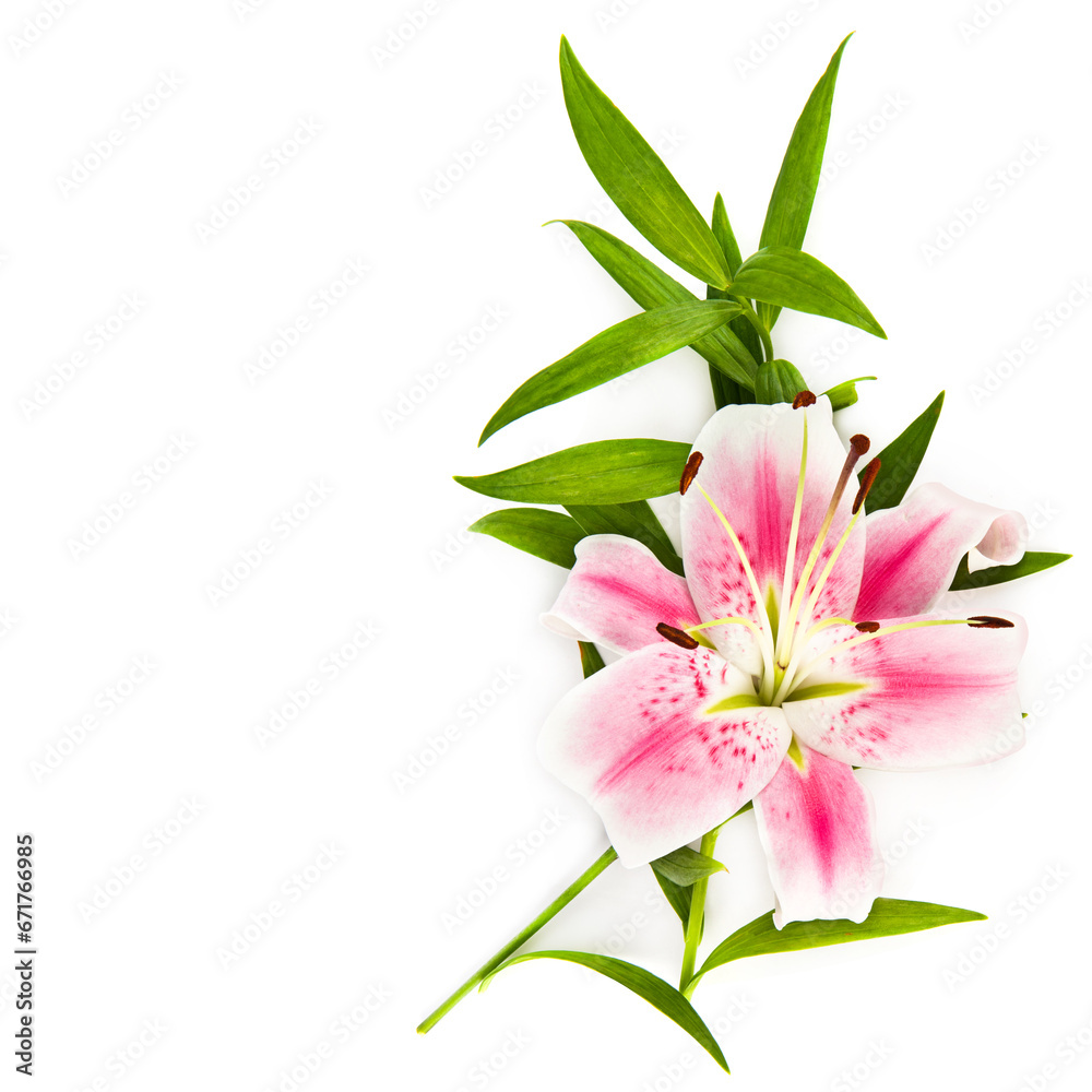pink lily flowers isolated on a white. Free space for text.