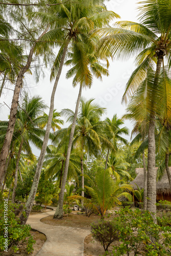 French Polynesia Tikehau atoll. Palm tree forest on the beach, vertical view.