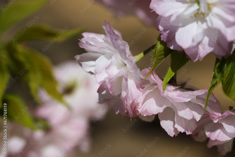 Fototapeta premium 仁和寺境内に咲く楊貴妃桜
