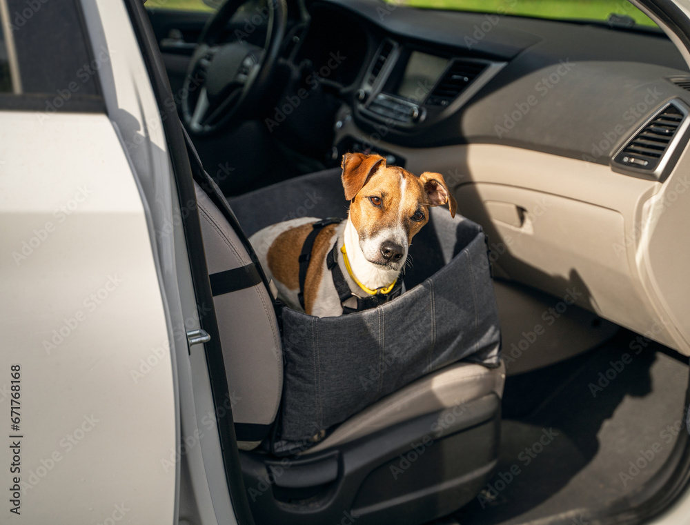 Pet ready to travel by car. sits in front seat in dog car hammock and looking at camera with curious cute face. ammunition and seat belt for safe and comfortable road trip. Horizontal composition
