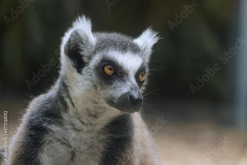 Ring-tailed lemur stares intently to side. Portrait of lemur catta.