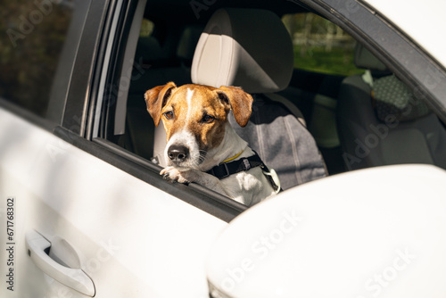 Cute dog Jack Russell terrier head looking out of the open window of a white car. Horizontal composition. collar and safety belt for pet in a car trip © Iryna&Maya