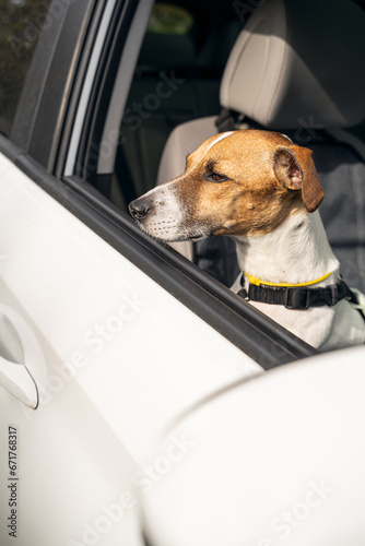 adorable dog face looks out of the open window of a white car with suspicion and caution. Vertical composition. collar and safety belt for pet in a car trip