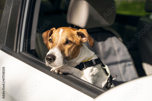 Traveling with the pet by car. Cute dog Jack Russell terrier head looking out of the open window of a white car. Horizontal composition. collar and safety belt for pet in a car trip © Iryna&Maya