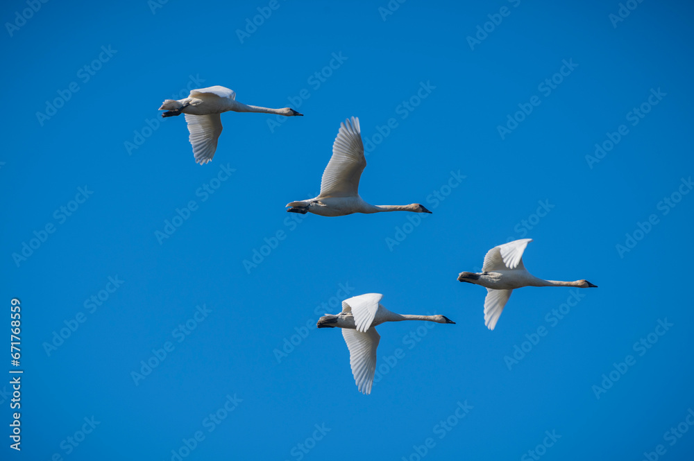 Obraz premium Trumpeter Swans migrating from Wrangel, Alaska to the Skagit Valley, Washington.