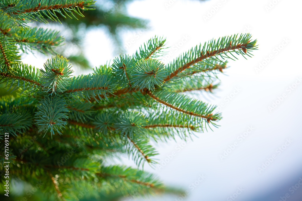 Fir branches close-up. Coniferous trees in the forest. Winter Christmas background. Christmas background, beautiful nature Fir branches close-up. Coniferous trees in the forest. Winter Christmas background. Christmas background, beautiful nature