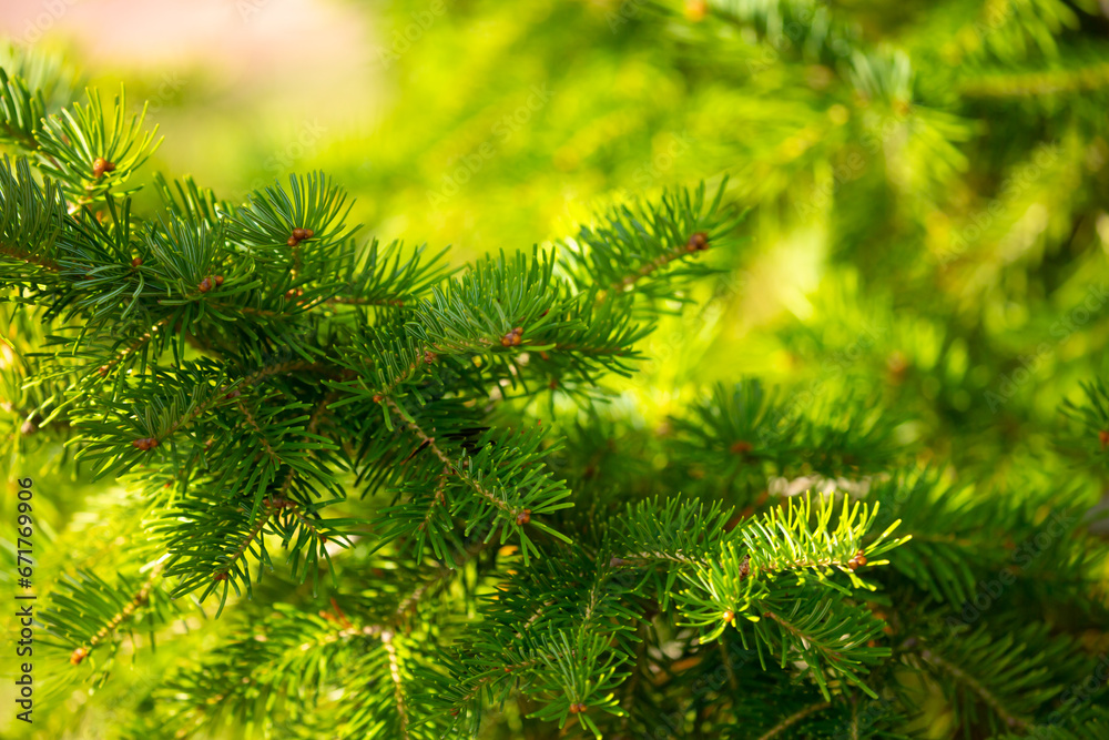 Fir branches close-up. Coniferous trees in the forest. Winter Christmas background. Christmas background, beautiful nature Fir branches close-up. Coniferous trees in the forest. Winter Christmas background. Christmas background, beautiful nature