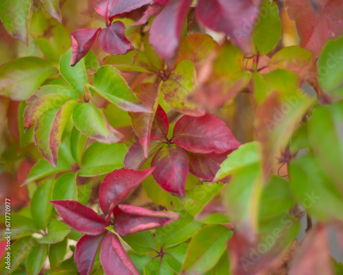 Interesting background of leaves in autumn